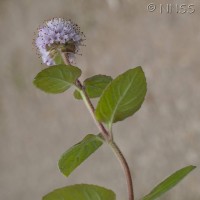 Water mint
